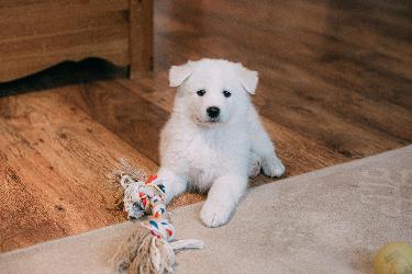 Discover the Safety of DIY Rug Cleaning for Pets with Arizona Oriental & Specialty Rug Care in Prescott, AZ