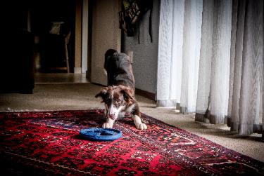 Oriental Rug Cleaner Prescott Valley AZ